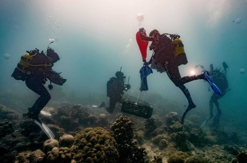 Taucher transportieren lebende Korallen mit einem Ballon an die Oberfläche. – Bild: ZDF /​ © Sven Bender /​ © Sven Bender