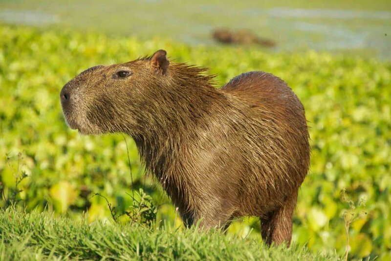 Capybara /​ Wasserschwein – Bild: GEO Television