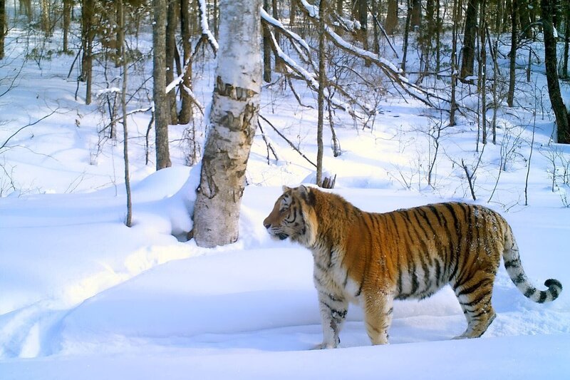 Der Amur-Tiger ist die größte – und die gefährdetste – Großkatze der Welt. – Bild: ARTE Honorarfreie Verwendung nur im Zusammenhang mit genannter Sendung und bei folgender Nennung „Bild: Sendeanstalt/​Copyright“. Andere Verwendungen nur nach vorheriger Absprache: ARTE-Bildredaktion