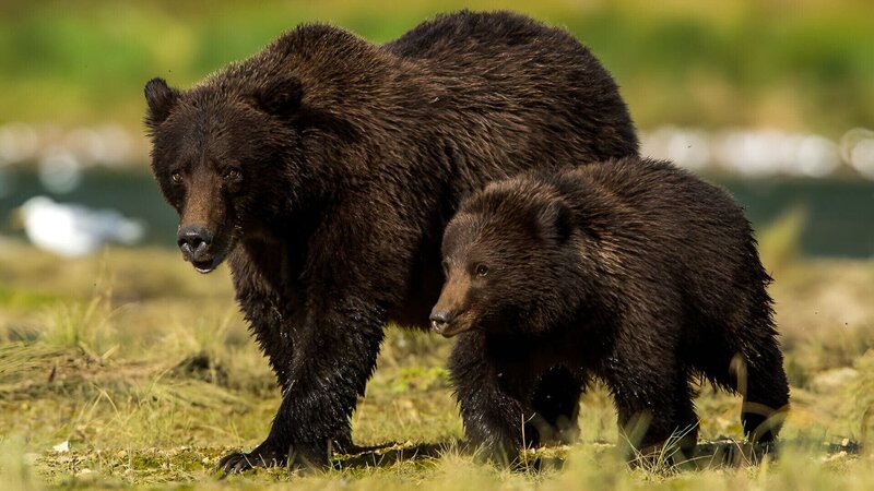 Der Bär in mir – Bild: RTL /​ David Bittner; B.C. Productions GmbH