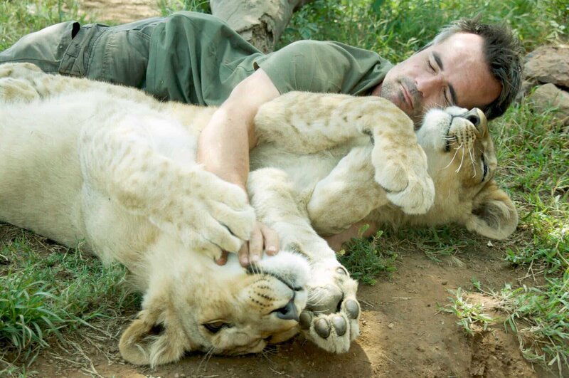 Die beiden Löwenkinder, 8 Monate alt, genießen die Schmusezeit mit Kevin. Die Verwendung des sendungsbezogenen Materials ist nur mit dem Hinweis und Verlinkung auf TVNOW gestattet. – Bild: ntv