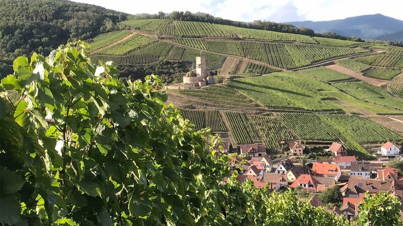der Weinberg – Bild: BonGusto der Weinberg – Bild: BonGusto