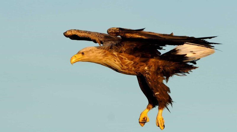 Ein Seeadler auf Beutefang. – Bild: ZDF und WDR/Naturbilder. Ein Seeadler auf Beutefang. – Bild: ZDF und WDR/Naturbilder.