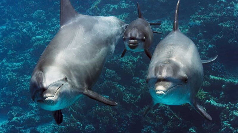 Große Tümmler auf Ausbildungstour. Die Eltern wollen dem Delfinkalb zeigen, wie es sich an Hornkorallen reiben kann, um die Haut zu schützen. – Bild: BBC/​BR/​WDR