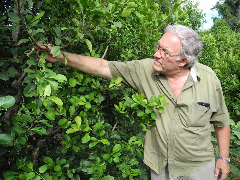Der Yerba-Mate-Produzent Klaus Neumann auf seiner Plantage in Paraguay. – Bild: BonGusto