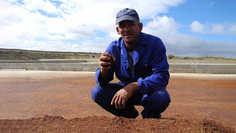 Mann hält die Blätter in der Hand, aus denen Rooibos-Tee hergestellt wird. – Bild: BonGusto Mann hält die Blätter in der Hand, aus denen Rooibos-Tee hergestellt wird. – Bild: BonGusto