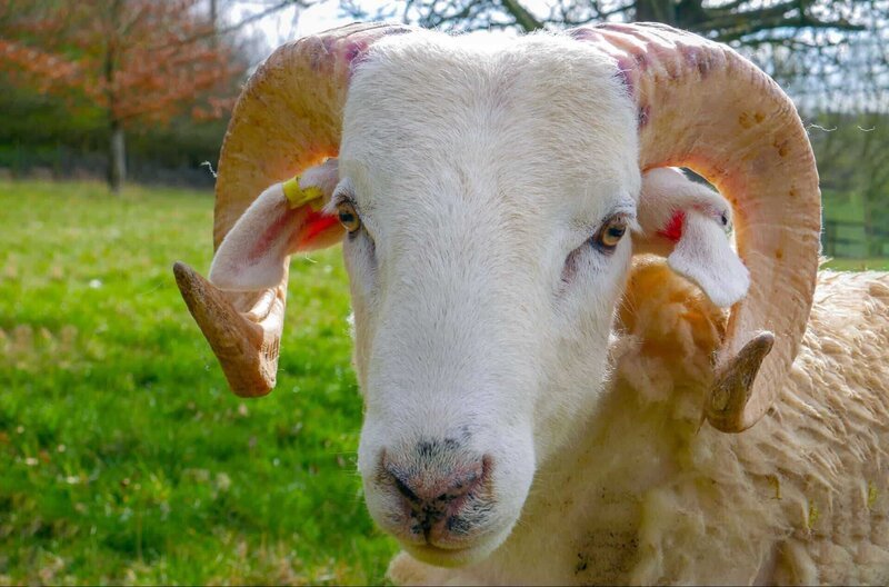 Das Wiltshire Horn, eine der ältesten britischen Schafrassen, muss nicht geschoren werden, da diese Schafe im Frühjahr ihre Wolle abstoßen. – Bild: ARTE France /​ © Patrick Morris