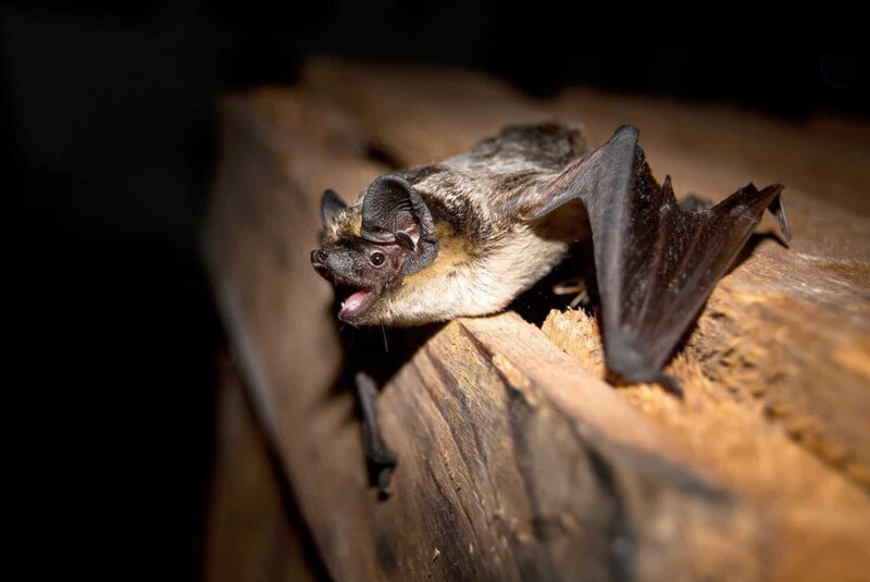 Zweifarbfledermaus. – Bild: ORF/Leander Khil Zweifarbfledermaus. – Bild: ORF/Leander Khil