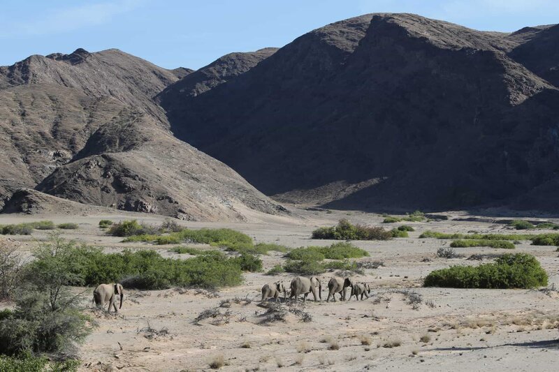 In der ältesten Wüste der Erde, der Namib, leben noch etwa 600 Wüstenelefanten. Sie sind etwas kleiner als ihre Verwandten aus der afrikanischen Savanne. – Bild: ZDF und Andreas Kieling.