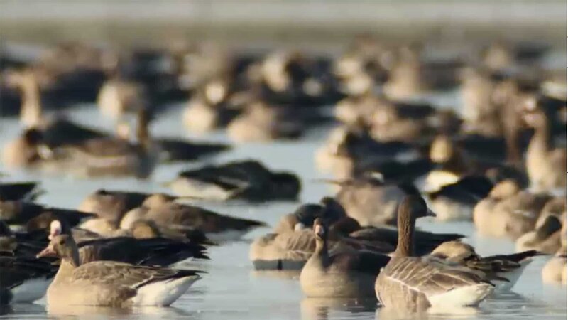 Vögel im Hochgebirge – Bild: ORF