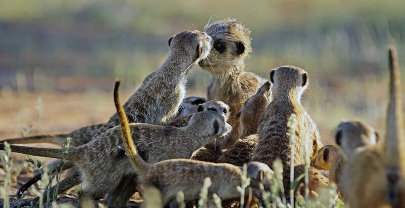 Die neugierigen Erdmännchen untersuchen mit großem Eifer den künstlichen Verwandten. – Bild: ZDF und Richard Jones