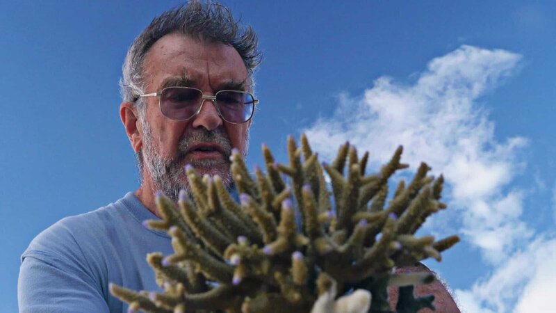 Graham Jones von der Southern Cross University in Lizmore untersucht Steinkorallen am Great Barrier Reef. Auch bei Korallen handelt es sich um Tiere mit ganz besonderen Fähigkeiten. Sobald die Temperaturen in ihrer Umgebung zu sehr ansteigen produzieren sie spezielle Stoffe, die in der Atmosphäre zur Wolkenbildung – Bild: ZDF und Conan Fitzpatrick.