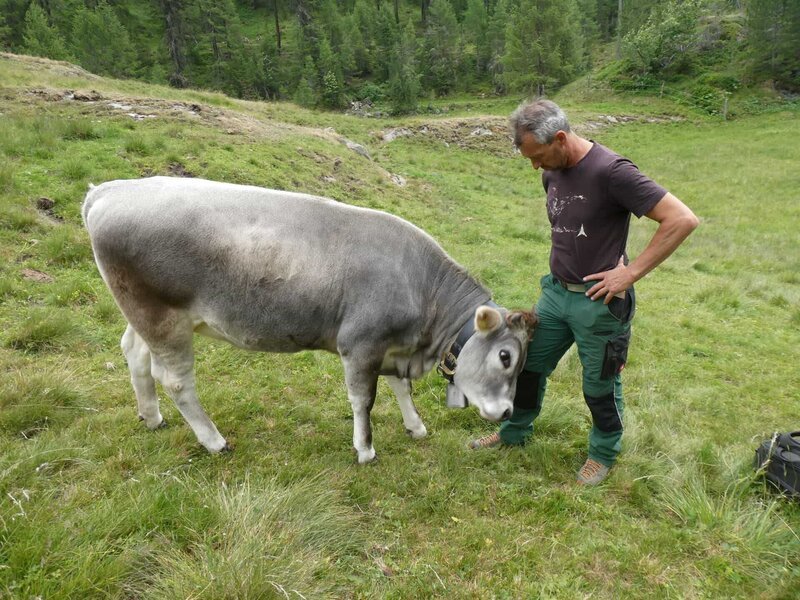 Almobmann Reinhard Scheiber mit seinen Rindern. – Bild: Dr. Georg Bayerle /​ BR /​ BR/​Dr. Georg Bayerle