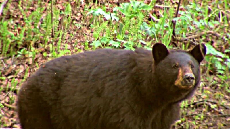 A bear in the woods – Bild: 2018_CuriosityStream-Inc