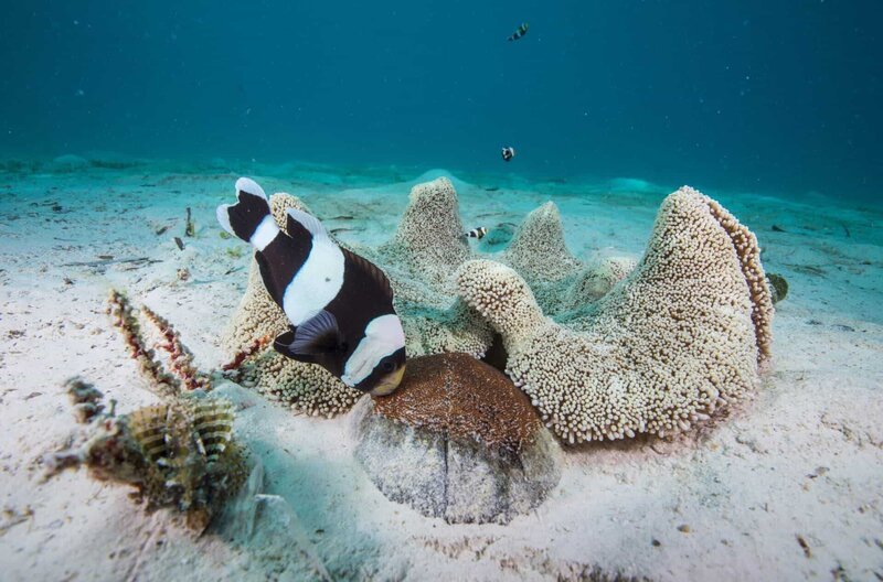Zur Eiablage brauchen Anemonenfische festen Untergrund. Kokosnussschalen zum Beispiel, die sie mit großem Kraftaufwand in die Nähe ihrer Gastanemone bugsieren. – Bild: BBC NHU/​BR/​WDR/​Jason Isley