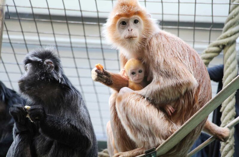 Große Freude im Affenhaus: Die Haubenlanguren haben seit sieben Jahren zum ersten Mal wieder ein Baby. – Bild: Christian Neumann
