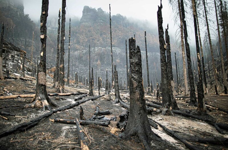 Im Sommer 2022 wüteten wochenlang verheerende Waldbrände im Elbsandsteingebirge. Riesige Flächen im Herz im Herz des Nationalparks wurden zerstört. Zurüch blieb eine leblose, scheinbar apokalytische Welt. – Bild: NDR/​Science Vision