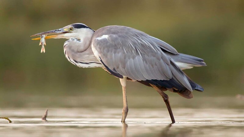 Graureiher nutzen den Fischreichtum der seichten Seeregionen, um ihren Hunger zu stillen. – Bild: HR/​NDR/​Terra Mater Factual Studios/​NatFilm Hungary Kft.
