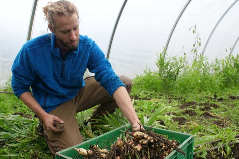 Frischer Ingwer aus Bamberg: Im Herbst erntet Sebastian Niedermaier die gelben Knollen. – Bild: ZDF und Yves Schurzmann./​Yves Schurzmann