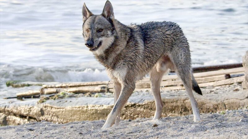 Ein Wolfhund auf der Suche nach einem neuen Revier. – Bild: 3sat