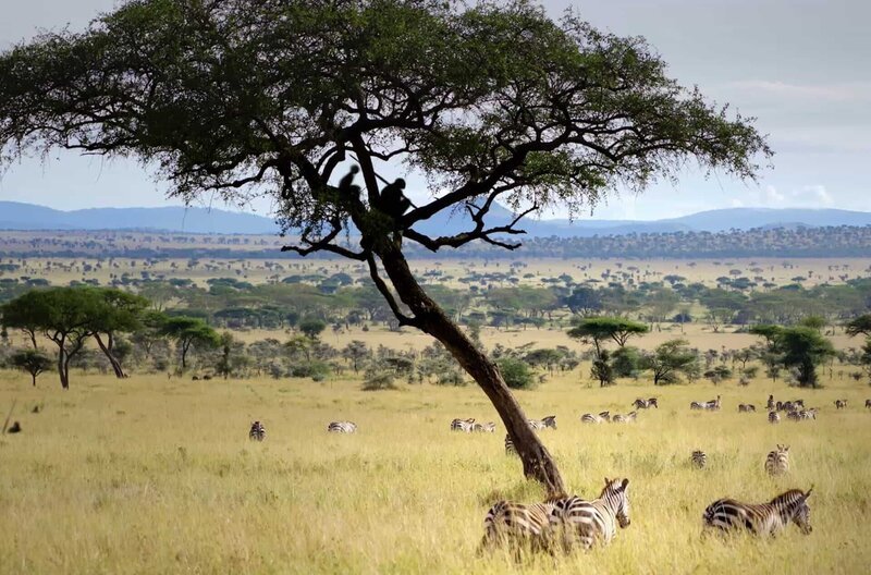 Schon lange gehen Wissenschaftler davon aus, dass die Wiege unserer Spezies in Afrika liegt. – Bild: Bellota Films /​ © Bellota Films