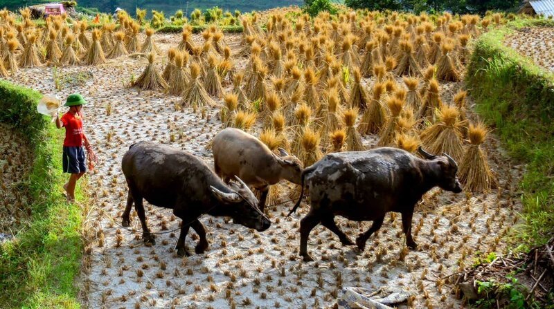 Reisfarmer in der Provinz Ha Giang im Norden Vietnams: Der Wasserbüffel ist immer dabei. – Bild: ZDF und NDR/​Philipp Abresch.