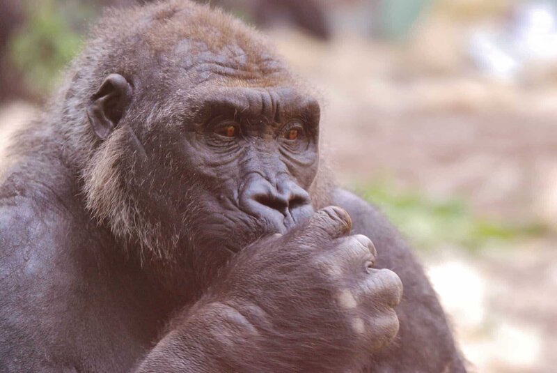 Ein Gorillaparadies – das neue Urwaldhaus ist eröffnet. – Bild: BR /​ BR