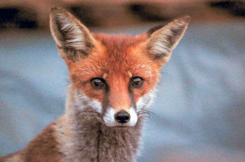 Weil es ihm in der Natur an Lebensraum fehlt, hat sich der Fuchs als Müllverwerter an das Leben in der Stadt angepasst. – Bild: ZDF /​ © Roland Gockel