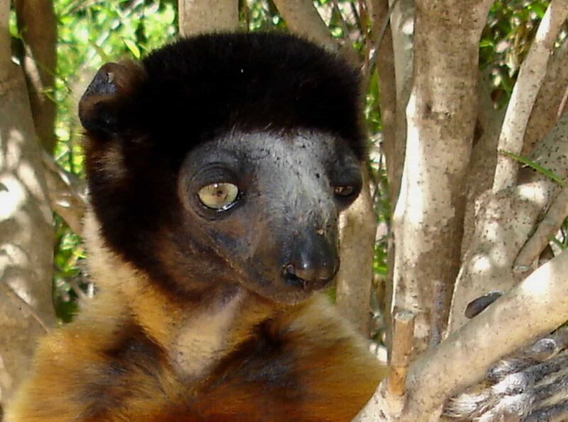 Madagaskar - Naturparadies im Indischen Ozean – Bild: HR/​SR/​Karl-Heinz Walter