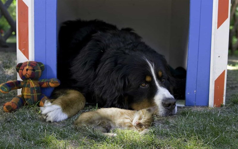 Gute Freunde teilen sich auch ihren Schlafplatz. – Bild: KiKA
