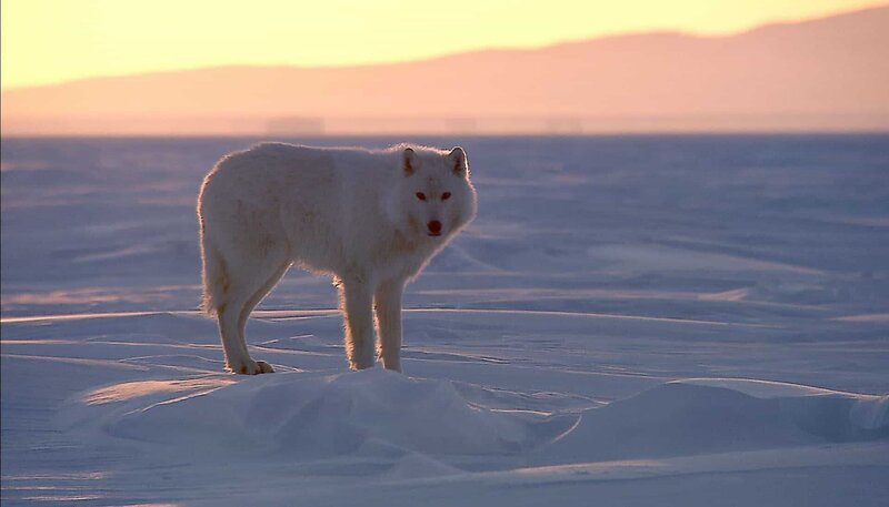 Polarwölfe leben ausschließlich in der Arktis – sie unterscheiden sich von anderen Wölfen durch die helle Farbe und das besonders weiche, dichte Fell. – Bild: HR/​NDR/​Ralf Gemmecke