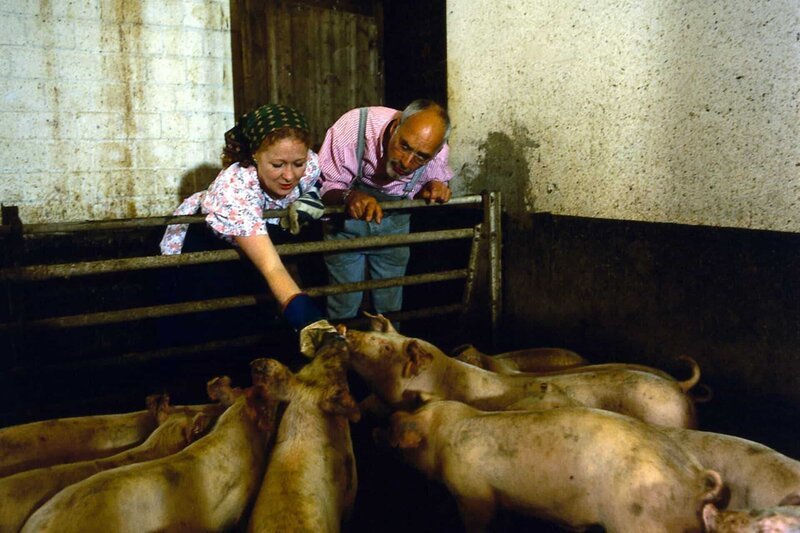 Auf dem Bauernhof erhofft sich Peter (Peter Lustig) Informationen darüber, wie man Schweine artgerecht hält, denn er ist sich nicht sicher, ob sein Schwein Hildegard in seinem Garten auch alles hat, was es braucht. – Bild: ZDF und Chr