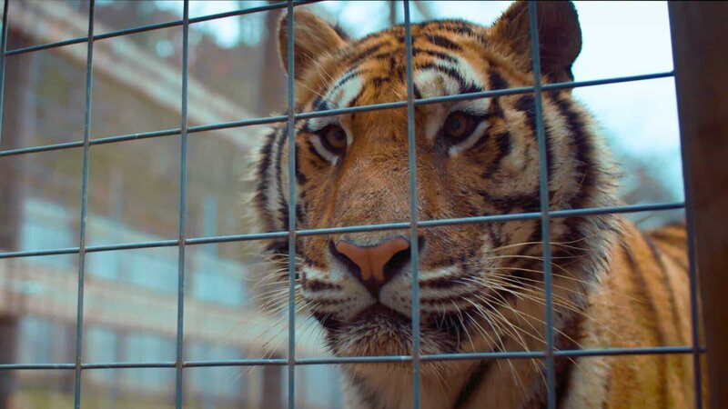 Jeder Tiger hat ein individuelles Fellmuster, wie ein Fingerabdruck. Das hilft dabei, bestimmte gesuchte Tiere zu identifizieren. – Bild: ZDF und © 2021 Nightfly Entertainment