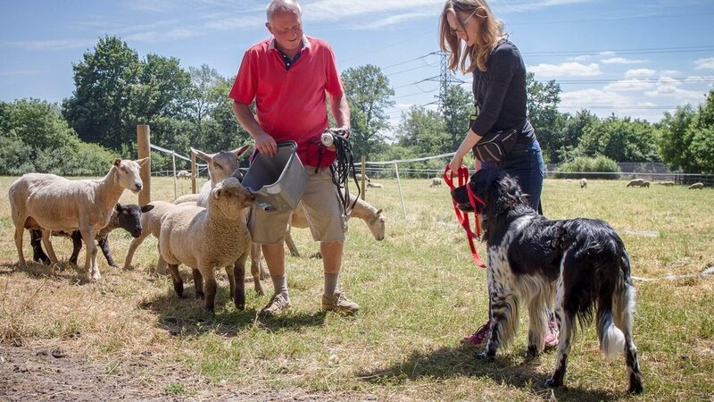 Training mit Schafen – Mugford setzt seine Farmtiere für die Therapie mit schwierigen Hunden ein. – Bild: RTL /​ MedienKontor/​ Heiko De Groot