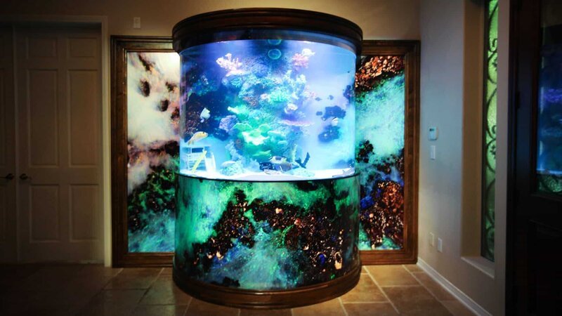 Emperor angelfish, Picasso pushers, Achilles doctors and a bamboo shark are said to swim in the TV star’s fish tank. – Bild: Animal Planet /​ Discovery Communications