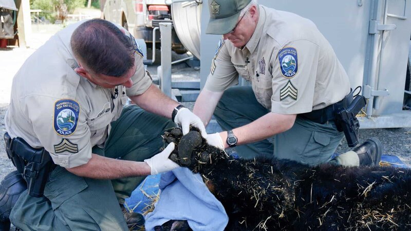 Officers Jewell and Christensen tagging a sedated Black Bear. – Bild: Guillermo Garcia /​ Animal Planet /​ Photobank /​ Discovery Communications