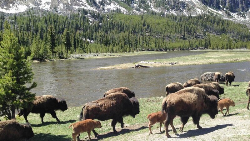 Der Yellowstone Nationalpark im Nordwesten der USA ist Heimat der letzten wilden Bisons. Hier finden sie üppiges Weideland. – Bild: TVNOW /​ MedienKontor/​ Adama Ulrich