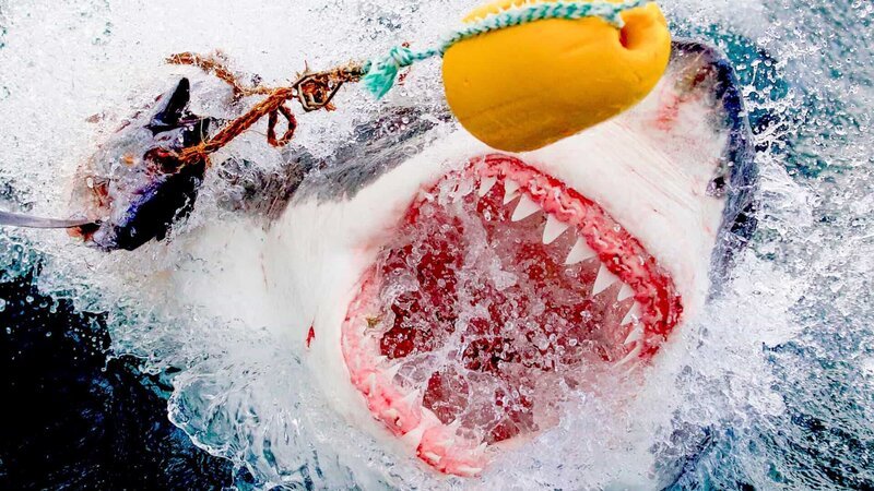 Weißer Hai – Bild: Chris Fallows /​ Chris Fallows/​Shark Entertainmen /​ Focus. /​ Discovery Communications, LLC