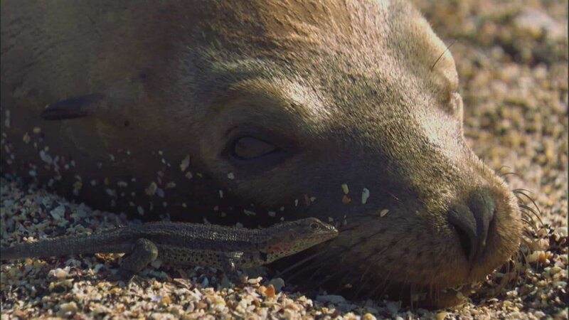 Galapagos-Lavaechsen suchen Seebären nach Parasiten ab. – Bild: ZDF und Off the Fence.