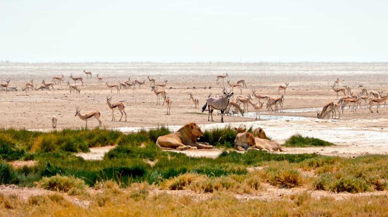 Die Kalahari ist ein unbarmherziger Lebensraum mit knappen Ressourcen. Und doch findet sich hier eine große Vielfalt an Tier- und Pflanzenarten. Welche Strategien sichern ihr Überleben? – Bild: phoenix/​ZDF