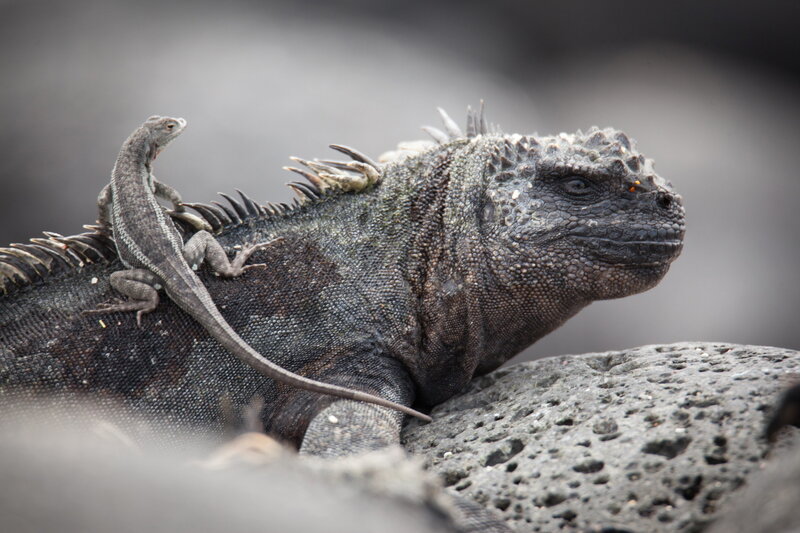 Witzig & wild - Die kuriosen Seiten der Tiere – Bild: SRF1