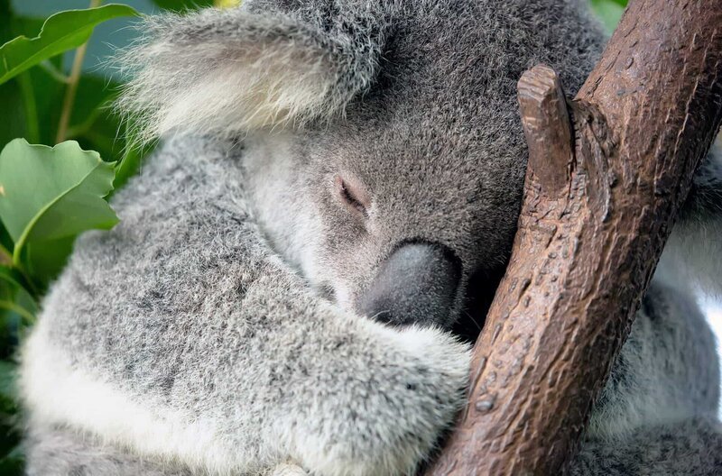 Eukalyptusbäume dienen Koalas als Nahrungsquelle und bieten ihnen gleichzeitig ein sicheres Zuhause. – Bild: Marianne Purdie/​Getty Images /​ Eukalyptusbäume dienen Koalas als Nahrungsquelle und bieten ihnen gleichzeitig ein sicheres Zuhause.