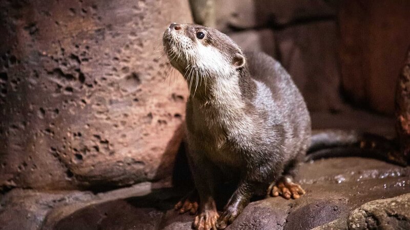 Asian small clawed otter in exhibit. – Bild: Animal Planet