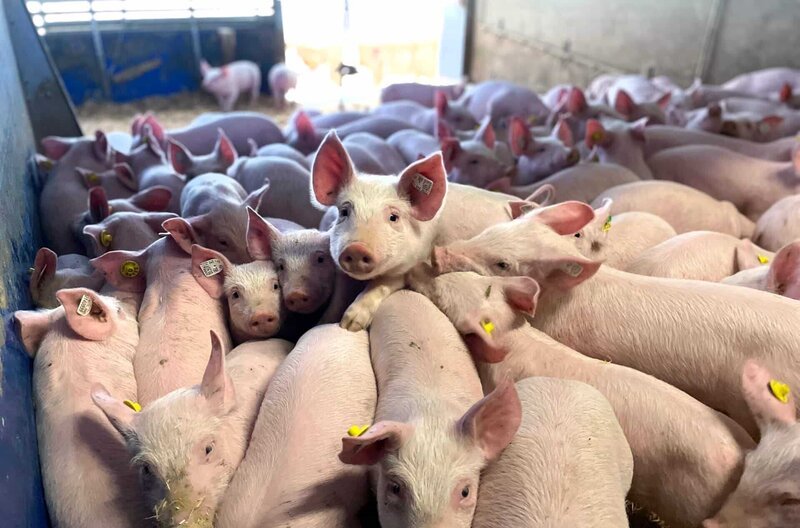 Wie viel Platz braucht ein Schwein? ARD Wissen beleuchtet die Nutztierhaltung, zeigt wie sie oftmals ist und wie sie besser sein könnte. Konkrete Verbesserungsvorschläge bietet die Wissenschaft. – Bild: SWR