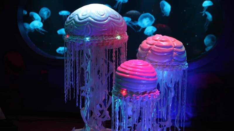 The 5 foot tall, illuminated Jellyfish cakes created by Frosted Art are presented in front of real live jellyfish, as seen on Food Network’s Dallas Cakes, Season 1. – Bild: Food Network. /​ Scripps (Focus) /​ © 2018, Television Food Network, G.P. All Rights Reserved.