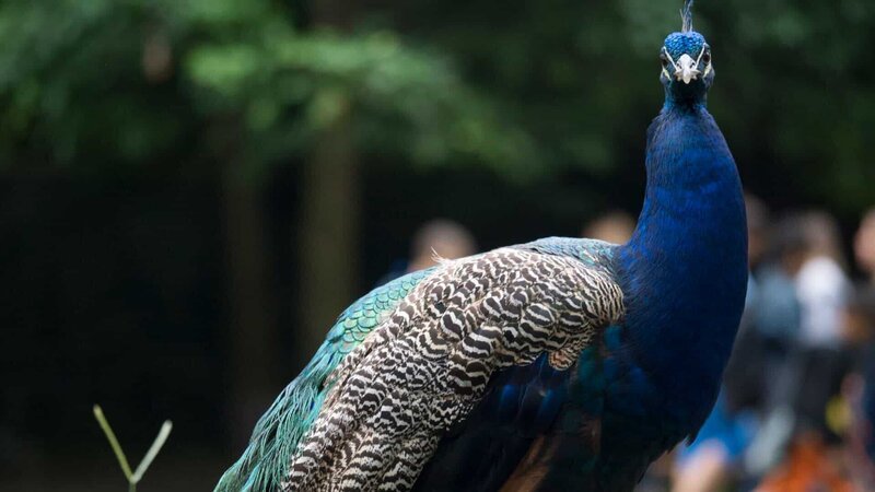Bronx Zoo Peacock – Bild: Animal Planet /​ Photobank 35786_ep202_016.jpg /​ Discovery Communications