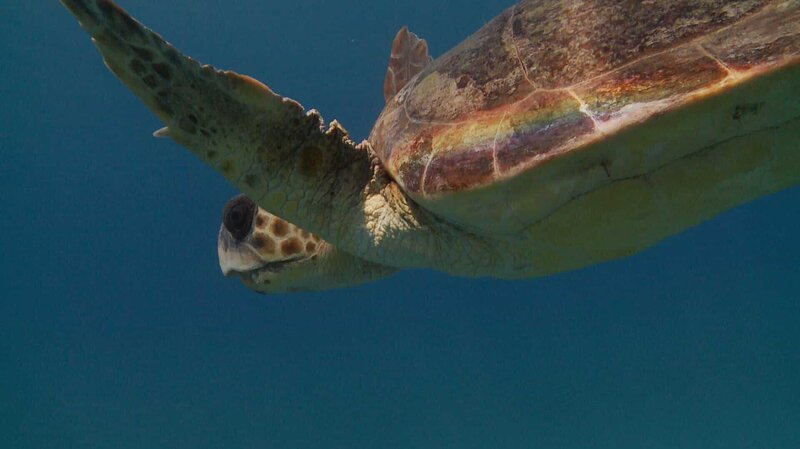 Die Unechte Karett-Schildkröte ist vom Aussterben bedroht. – Bild: BR/​Hydra-Institut