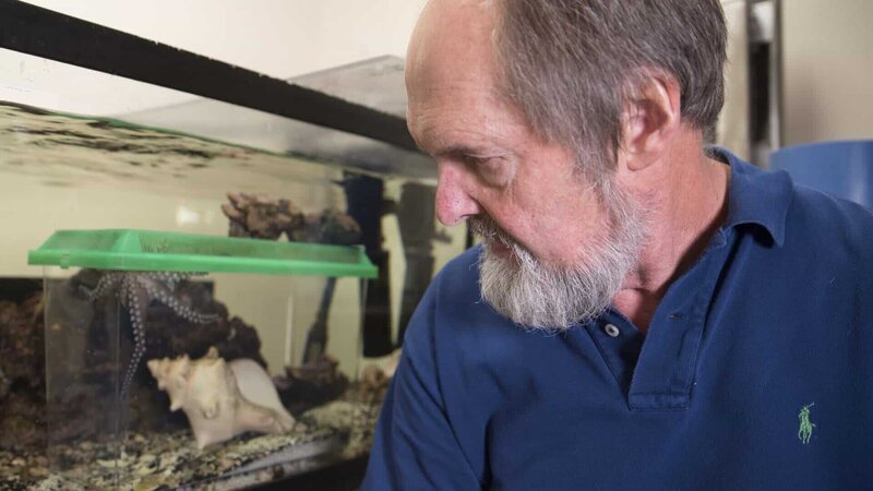 Professor Roy Caldwell, Meeresbiologe, mit dem „Großen pazifischen gestreiften Oktopus“. – Bild: ZDF und Lance Featherstone/​Lance Featherstone