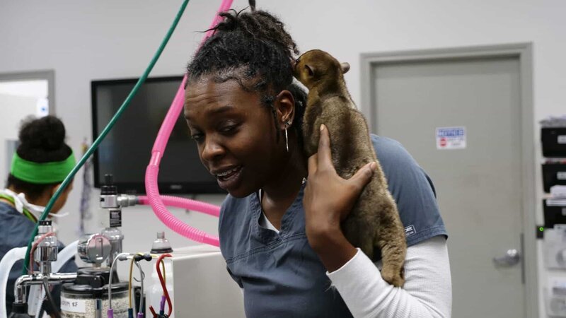 Honey climbs on Kyerra’s shoulders while waiting for her procedure. – Bild: Animal Planet /​ Photobank 36972_ep402_012 /​ Discovery Communications, LLC