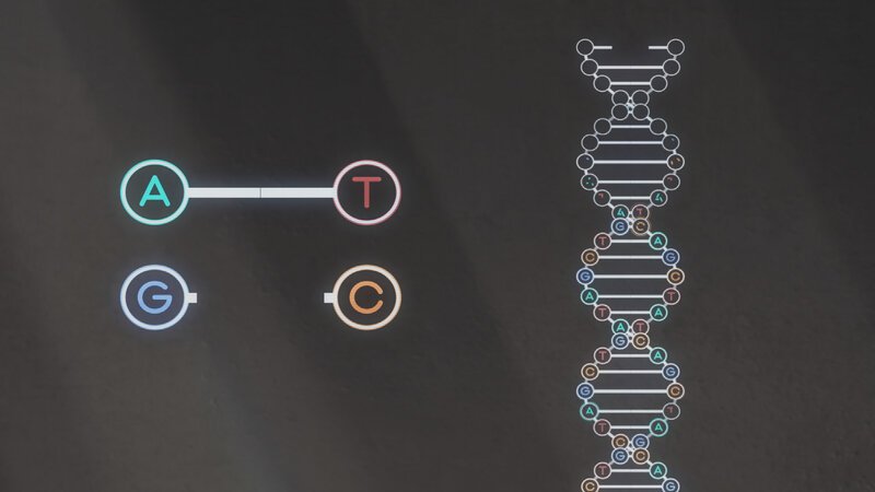 Die Struktur der menschlichen DNA, der Desoxyribonukleinsäure, ordnet sich in einer ikonischen Helixstruktur an. Der Amerikaner James Watson und der Brite Francis Crick entschlüsselten die Struktur der DNA und fanden heraus, welche Kombination von A, C, G und T welche Eigenschaften weitergeben. – Bild: BILD